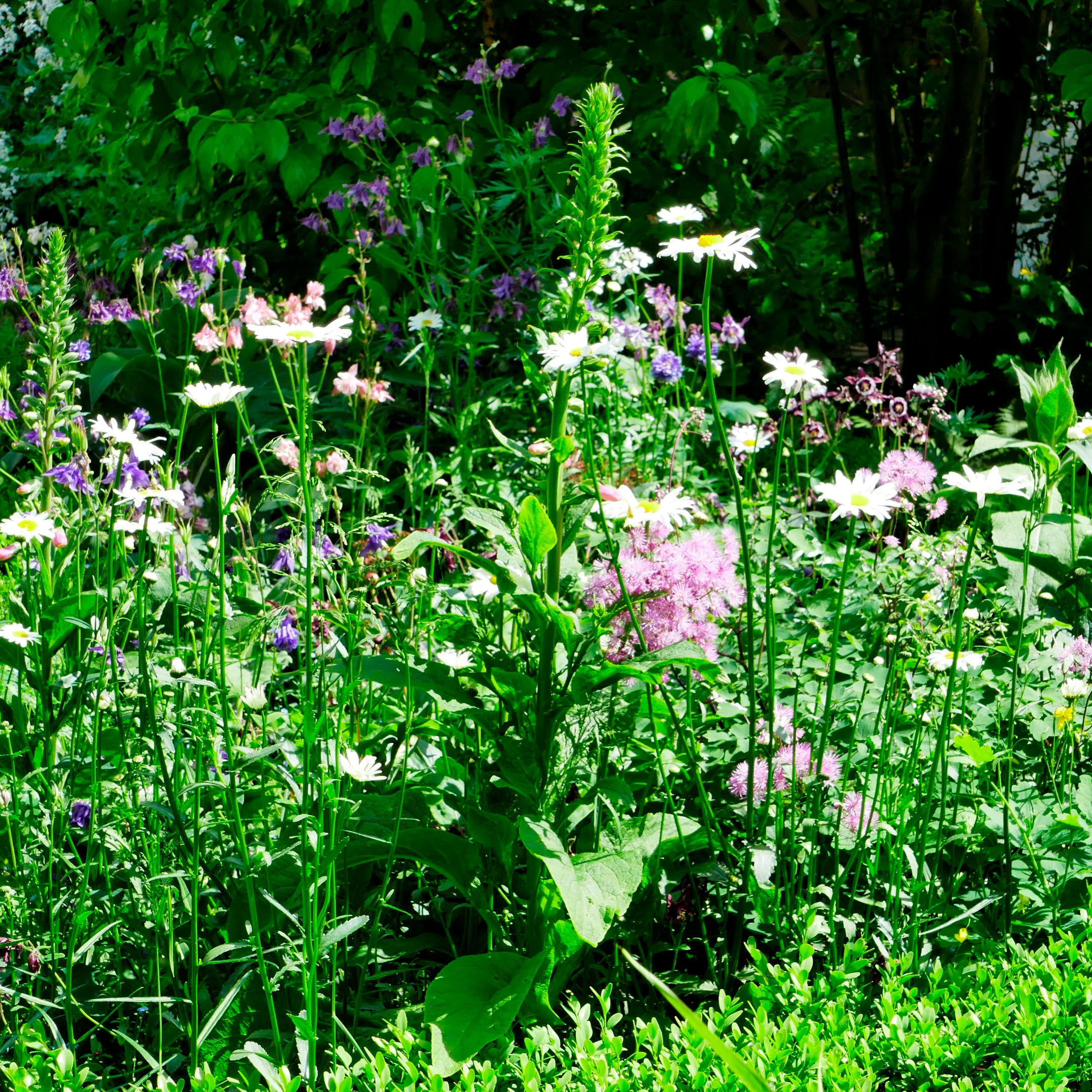 Ein Foto der Blütenpracht im Garten der Gründer
