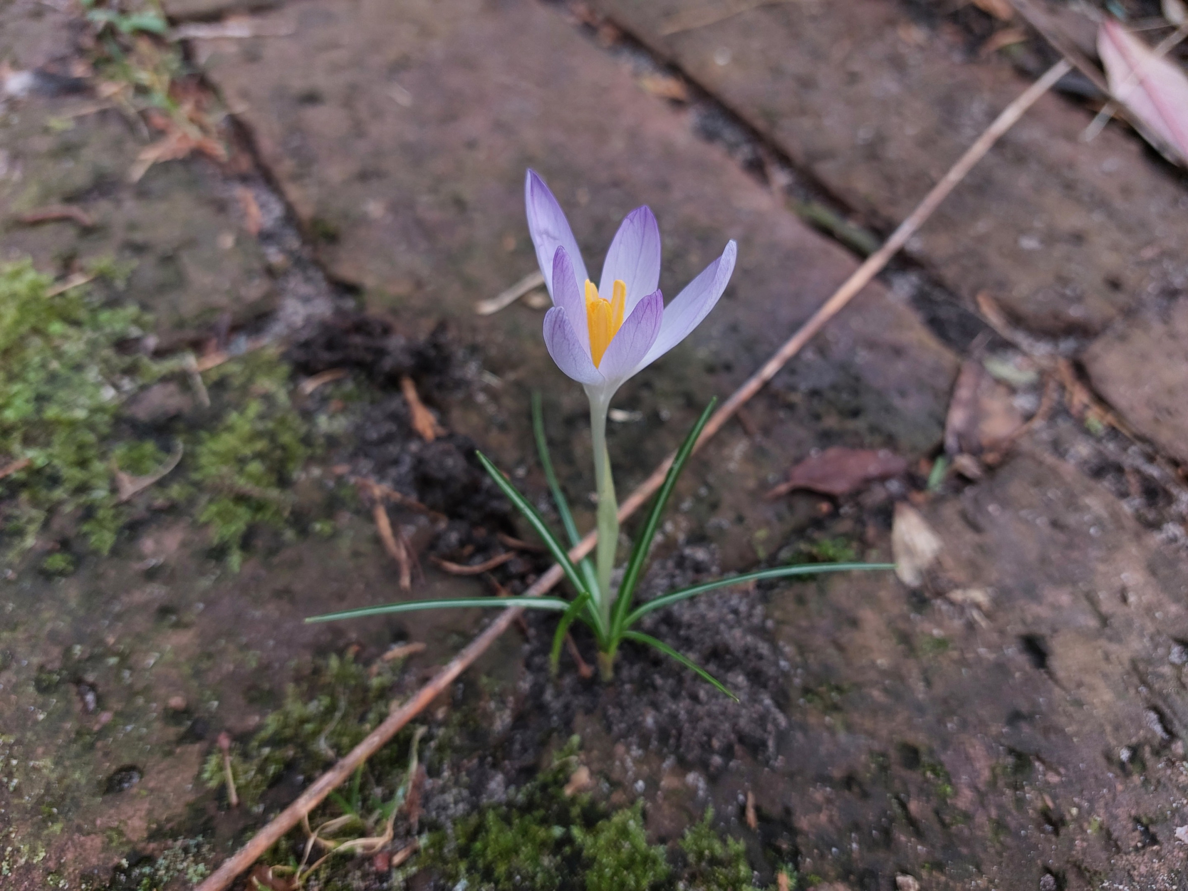 Foto eines Winterlings, der gerade seine Blüte geöffnet hat. Drumherum verwelkende Blätter.