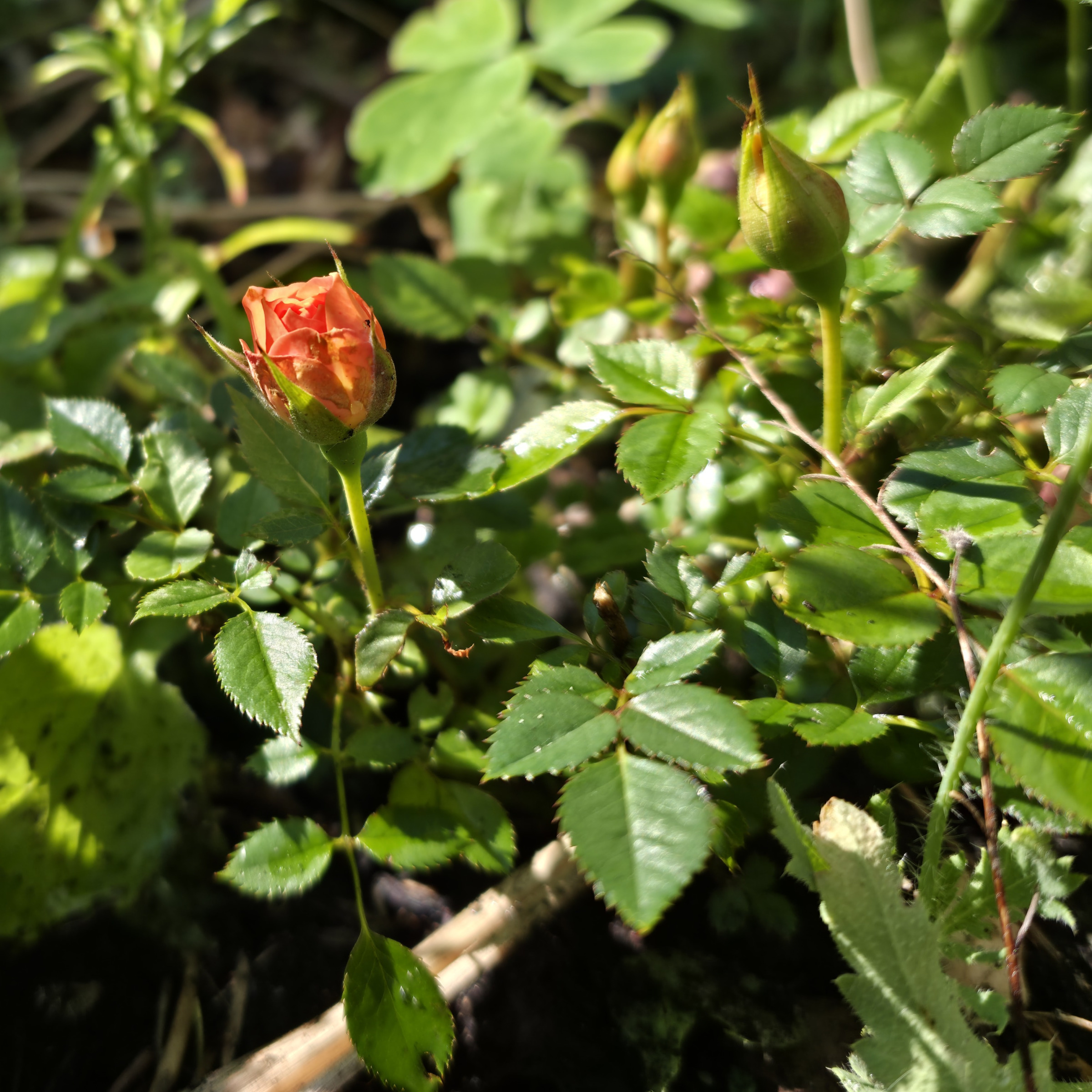 Foto einer Miniatur-Rose mit sich öffnender Blüte und einer weiteren Blütenknospe