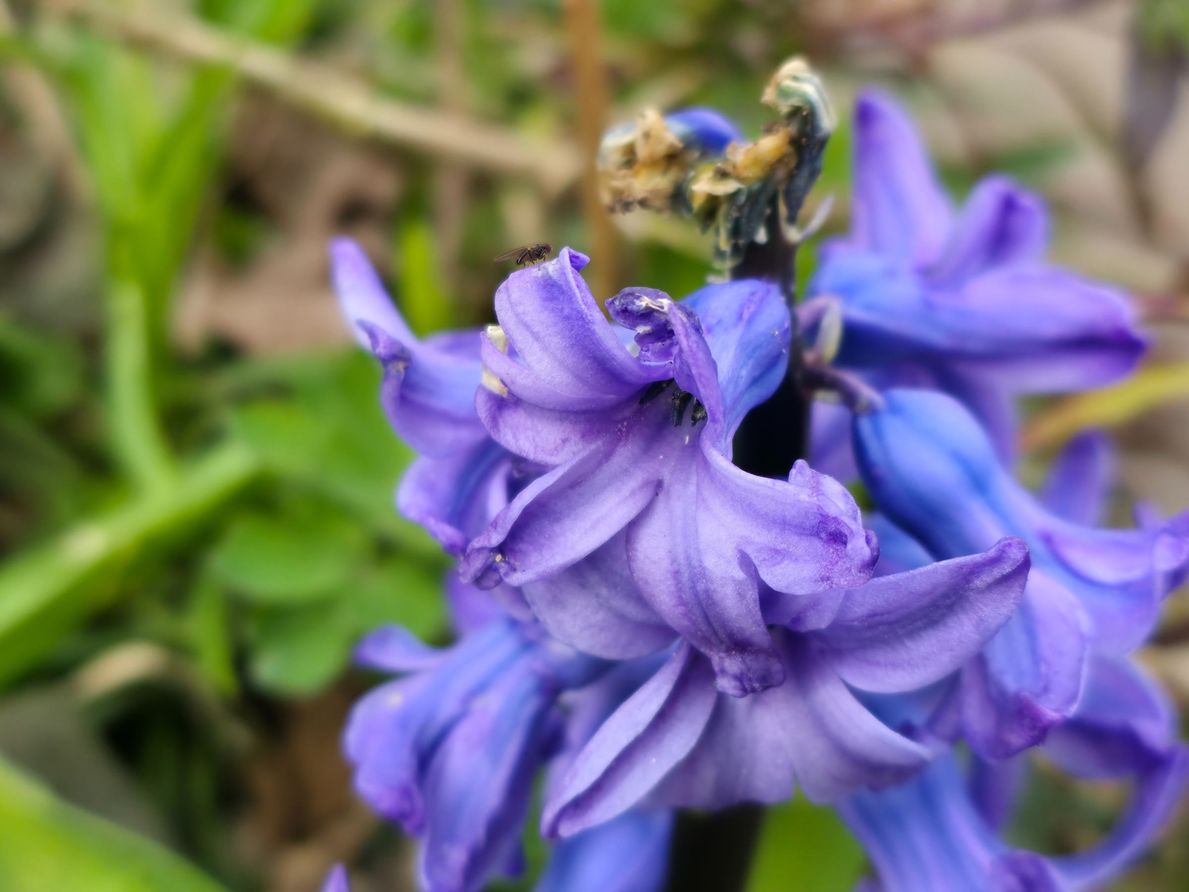 Foto einer Hyazinthe, obendrauf ein kleines Insekt