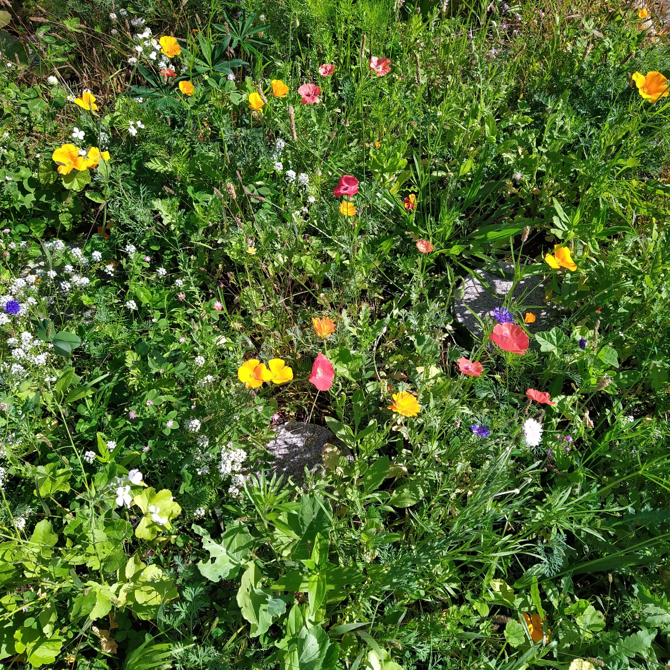 Foto eines vielfältigen Blumenbeets