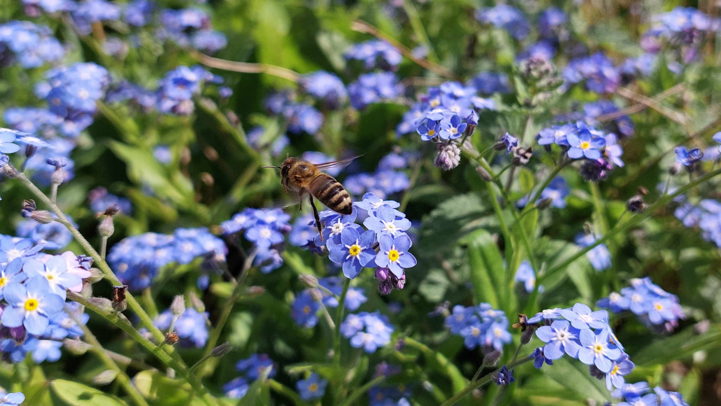 Foto blühender Vergißmeinnicht mit einer fliegenden Biene im Zentrum