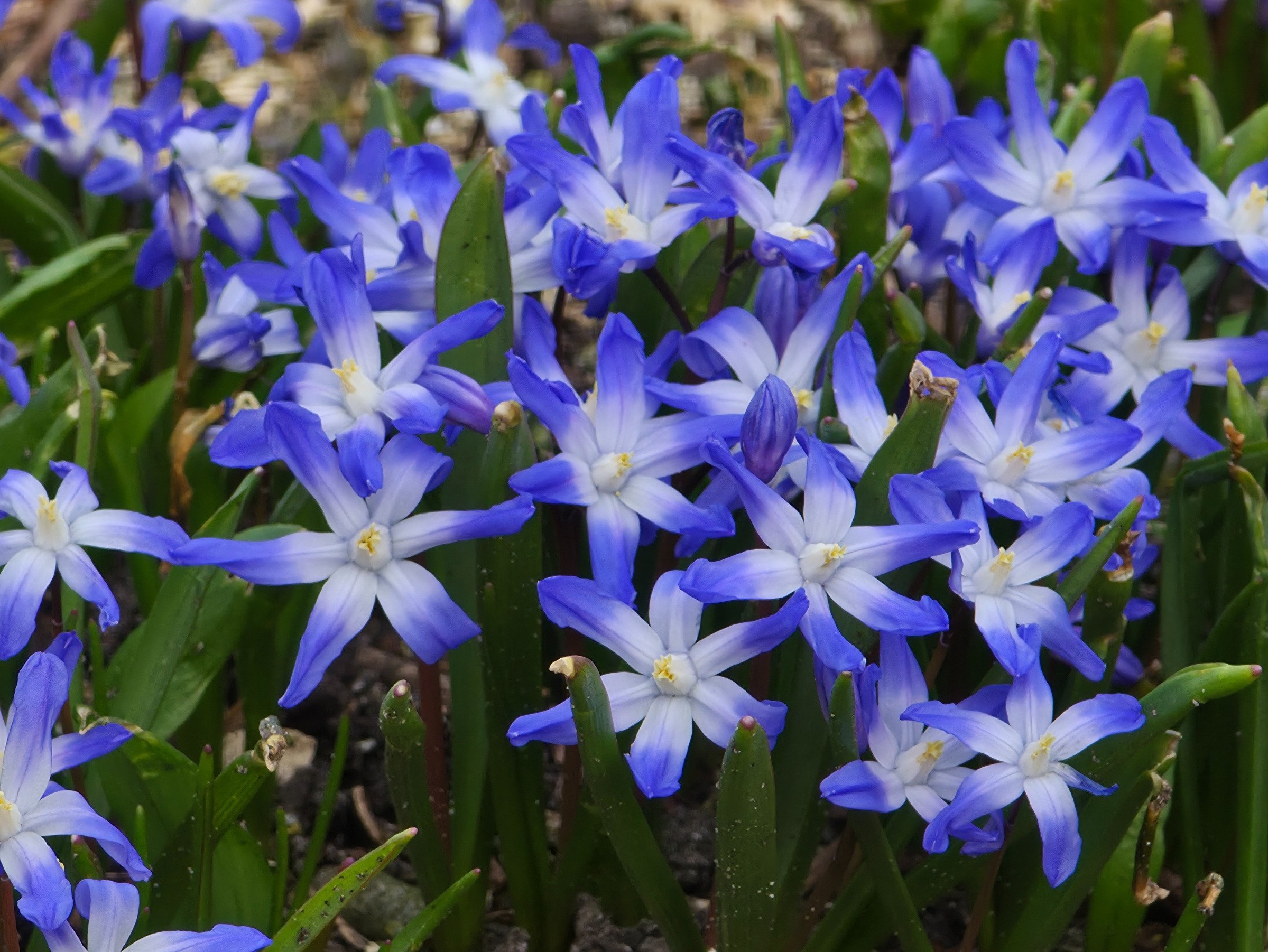 Foto vieler, voll aufgeblühter Blausternchen