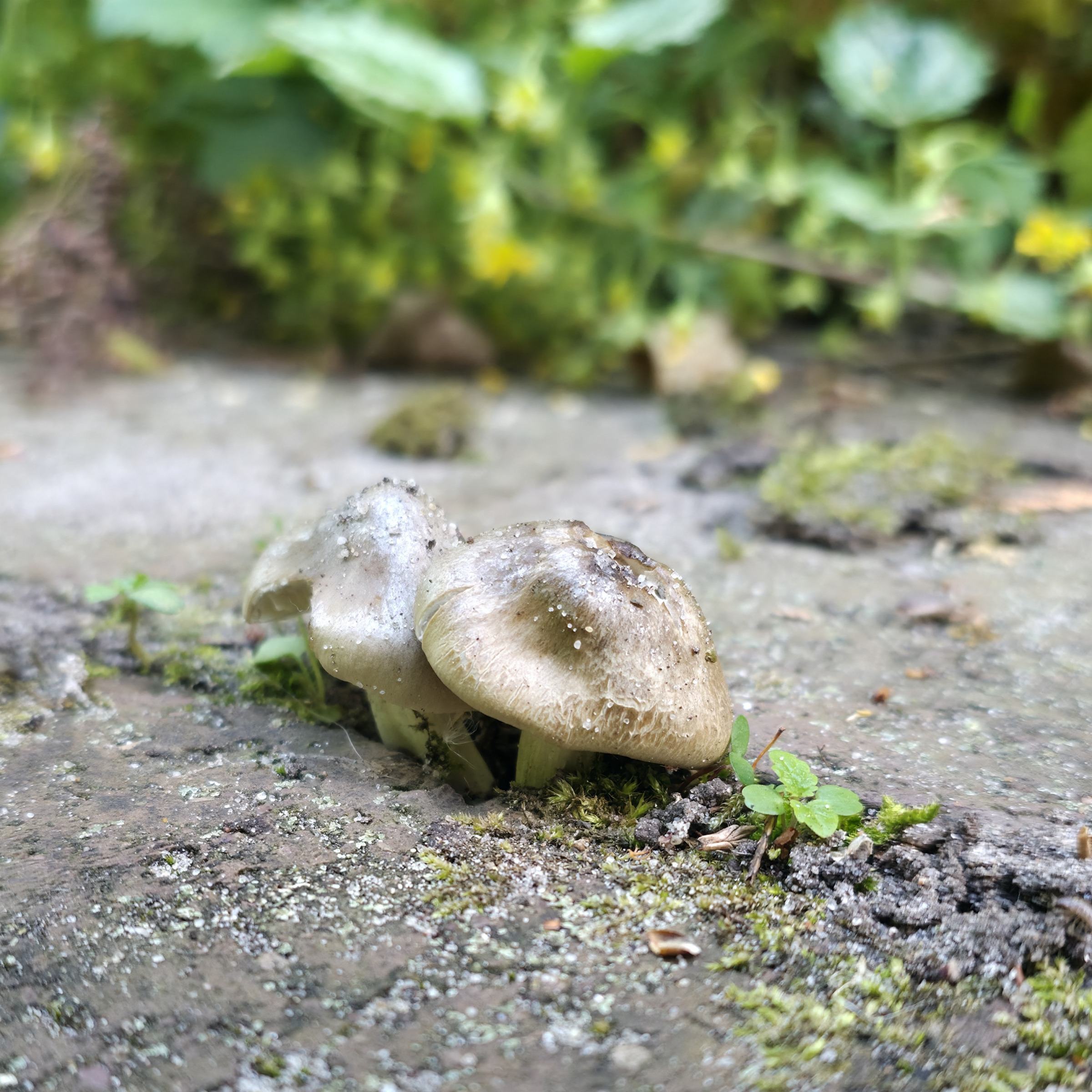 Foto von Pilzen, die aus den Fugen eines Weges wachsen
