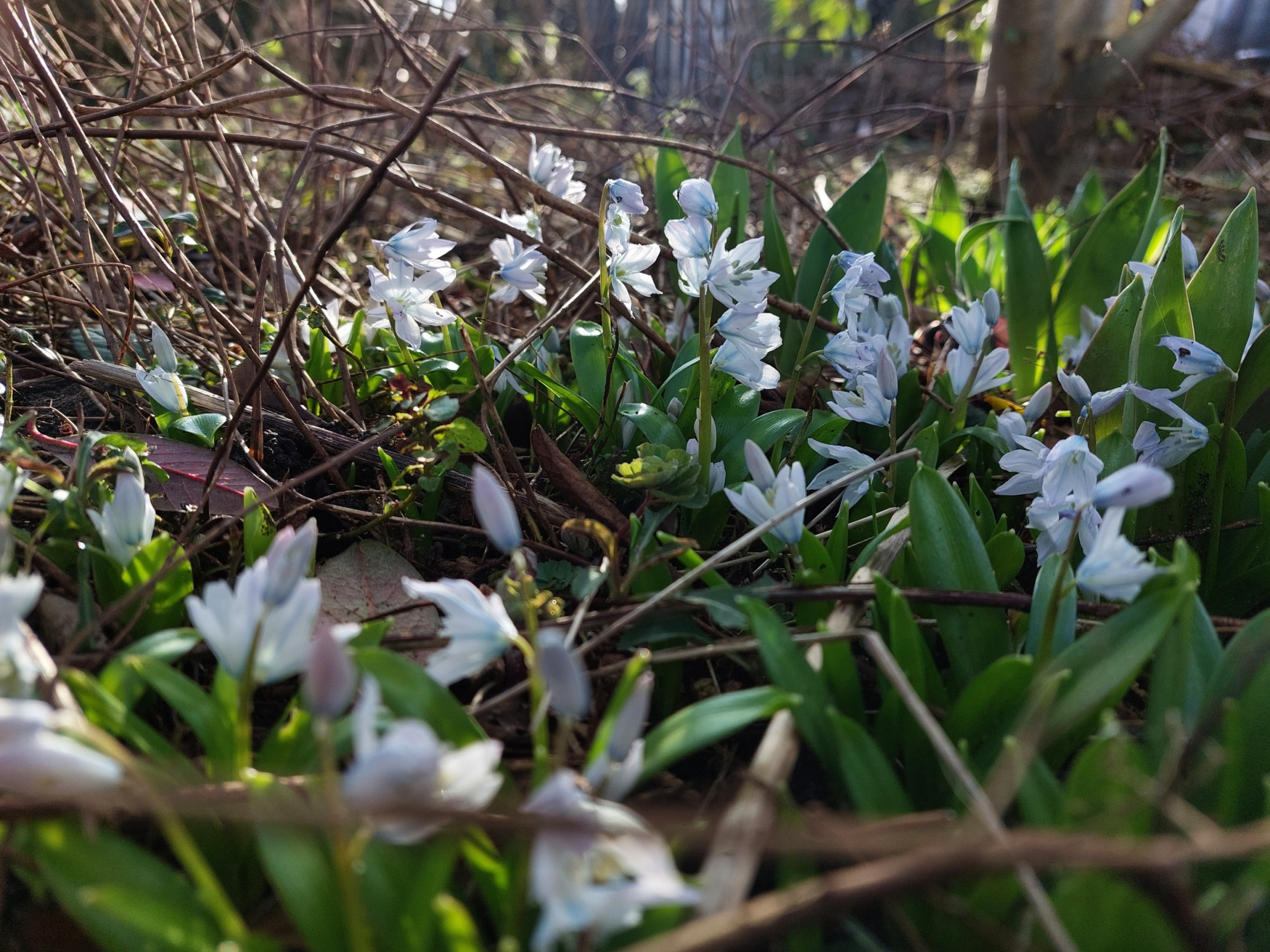 Foto von blühenden Milchsternchen, die sich durch am Boden liegende Ästchen geschoben haben.