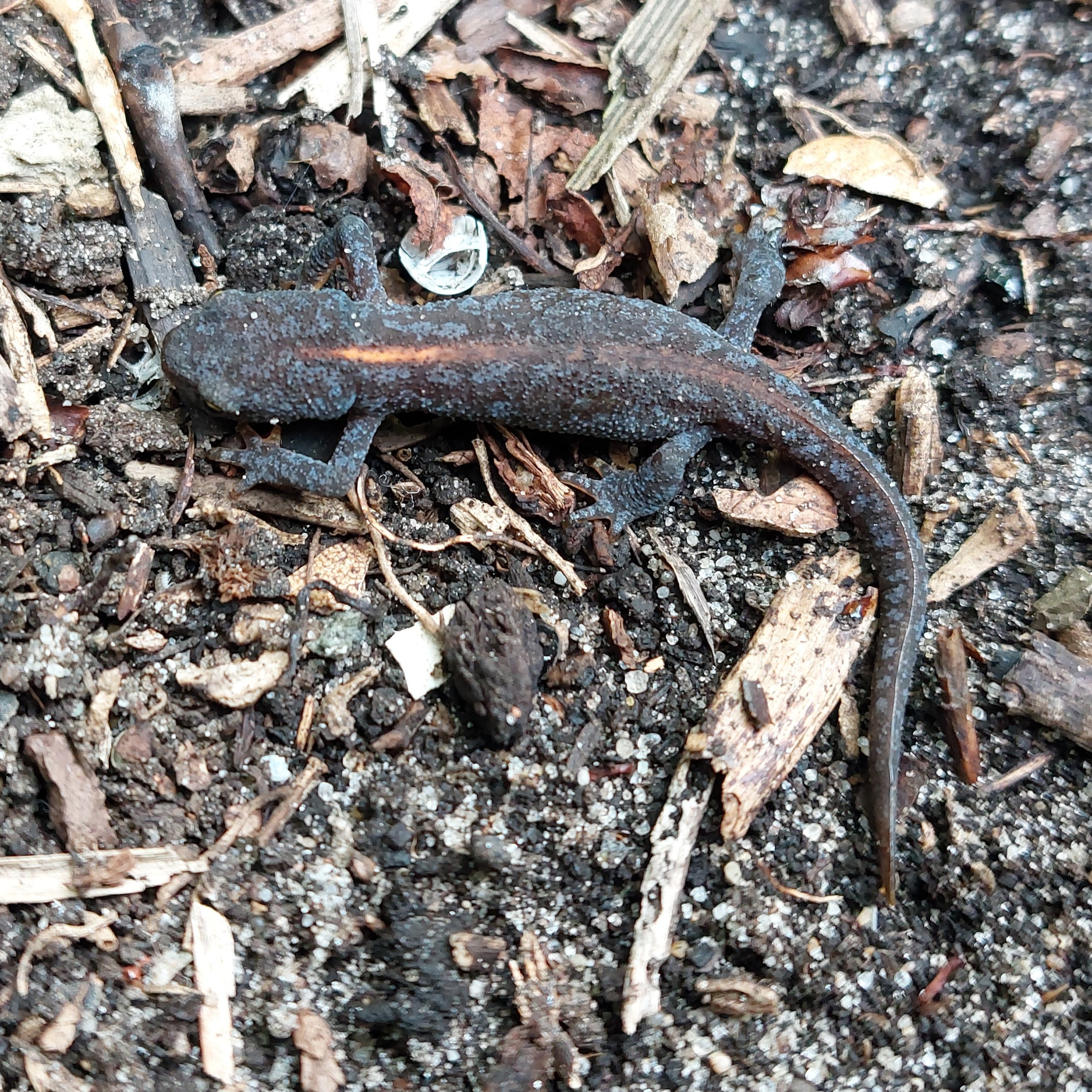 Foto eines Bergmolchs