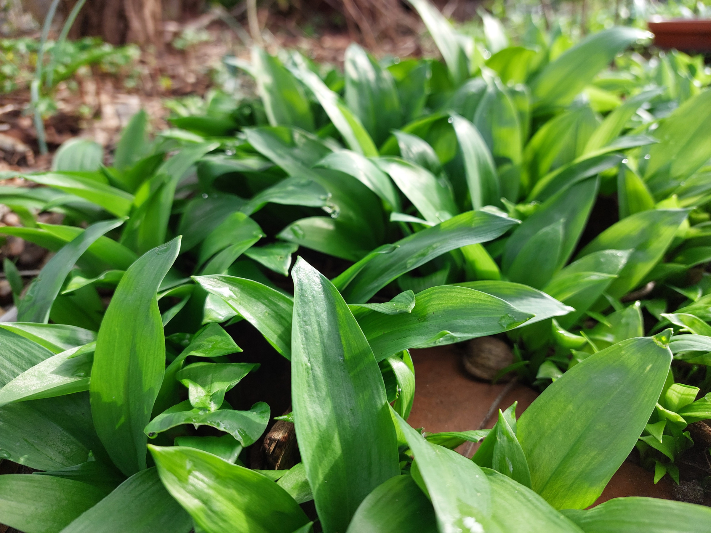 Friche grüne Bärlauchblätter im Garten