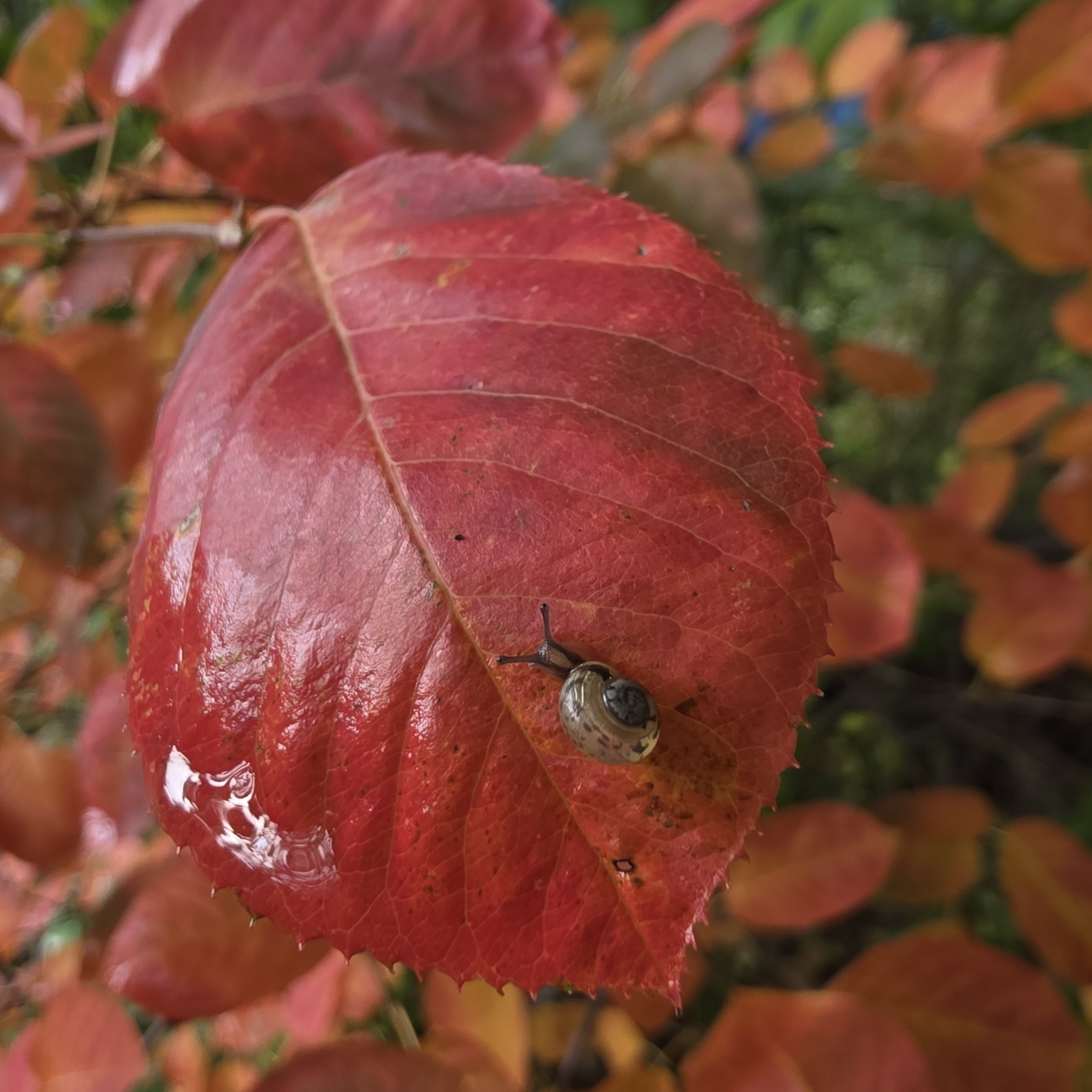 Foto eines Herbstblatts (Felsenbirne) mit einer kleinen Weinbergschnecke