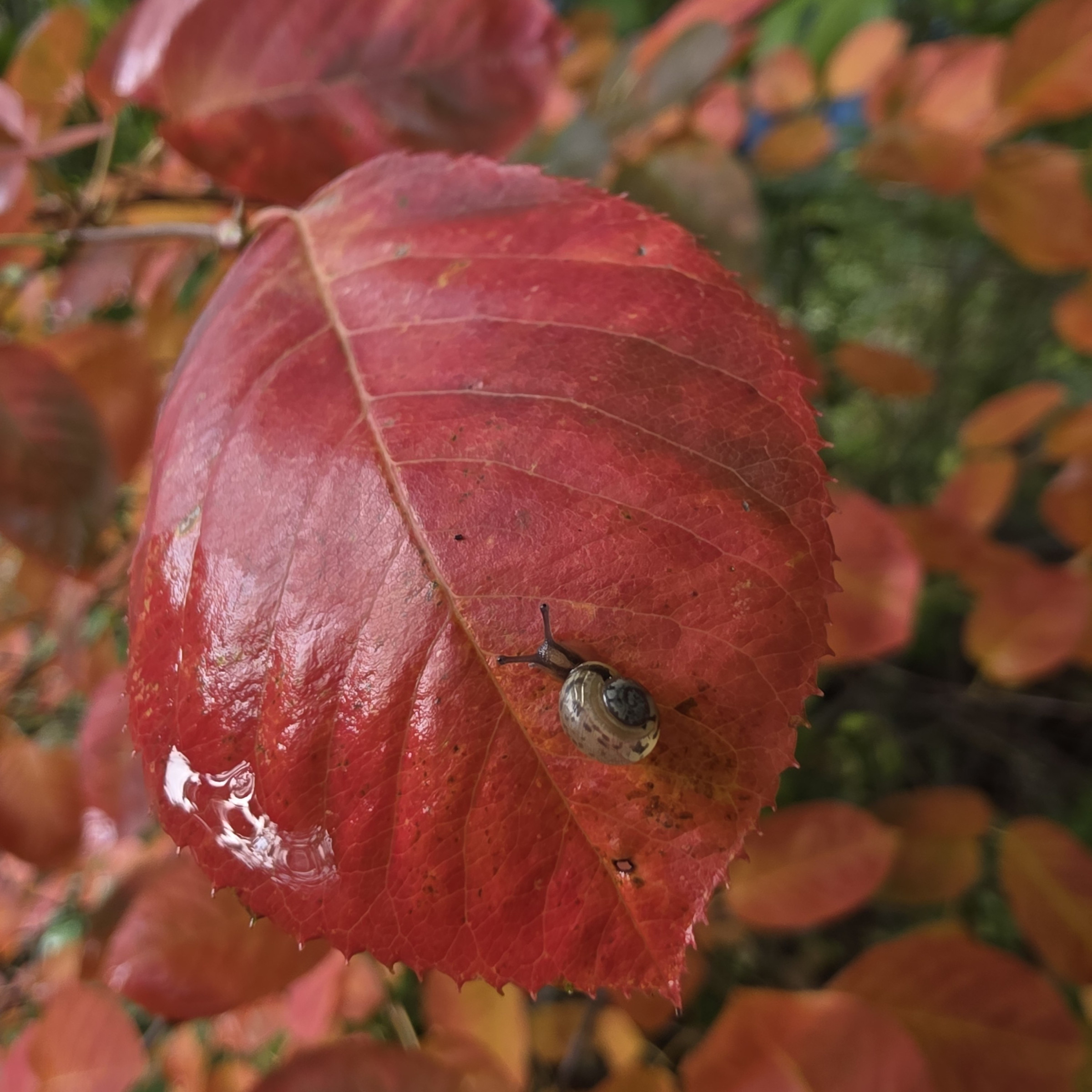 Foto eines Herbstblatts (Felsenbirne) mit einer kleinen Weinbergschnecke