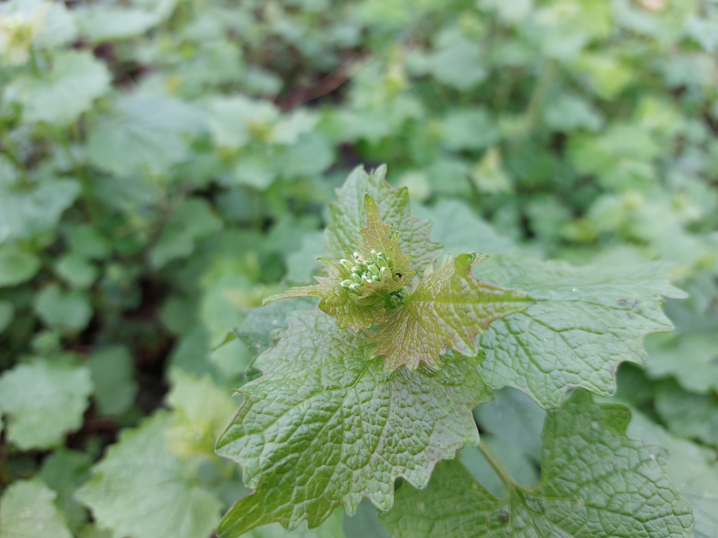 Knoblauchrauke: Blüten und Blätter