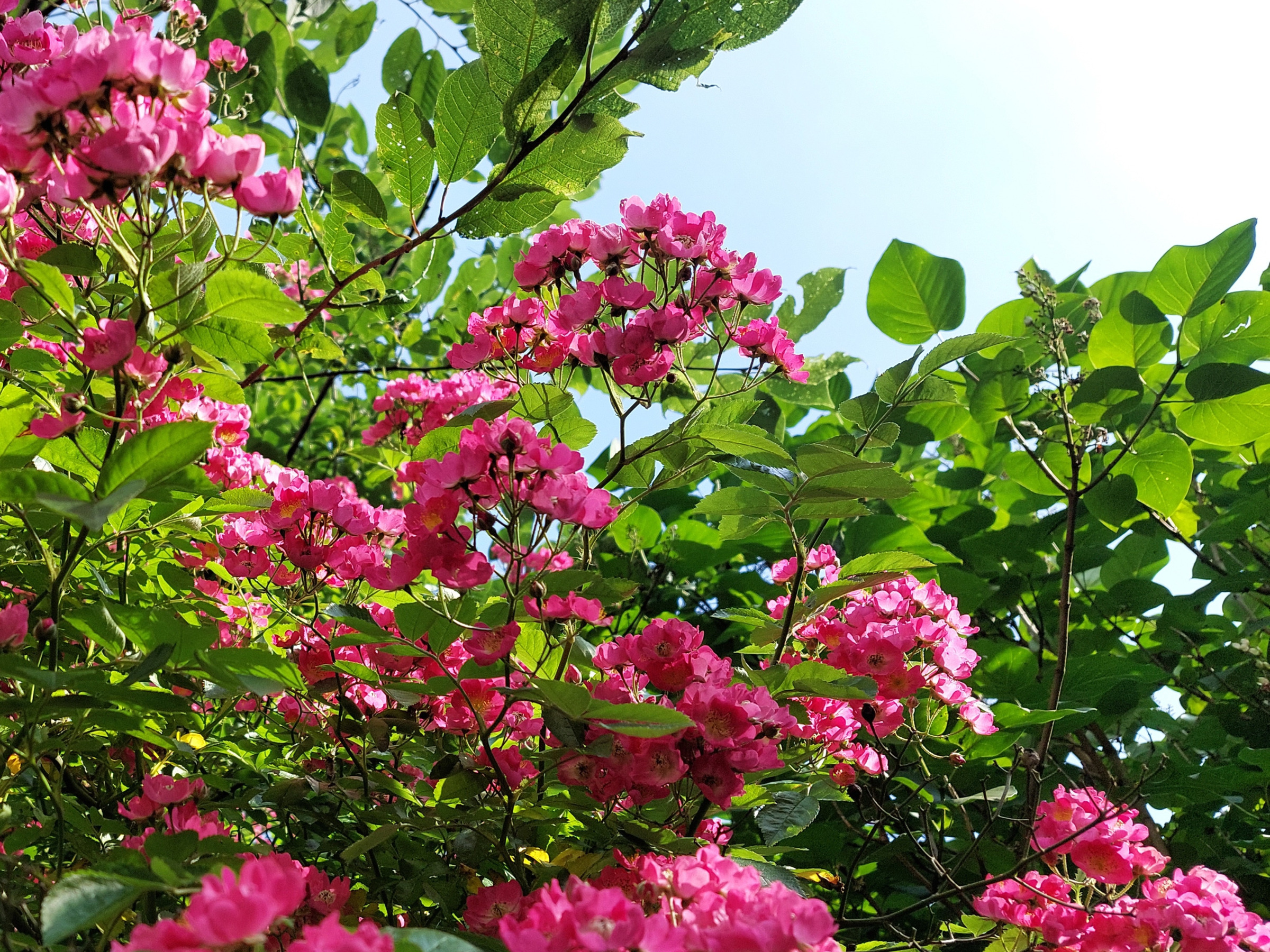 Foto der bühenden Strauchrose "Maria Liesa"