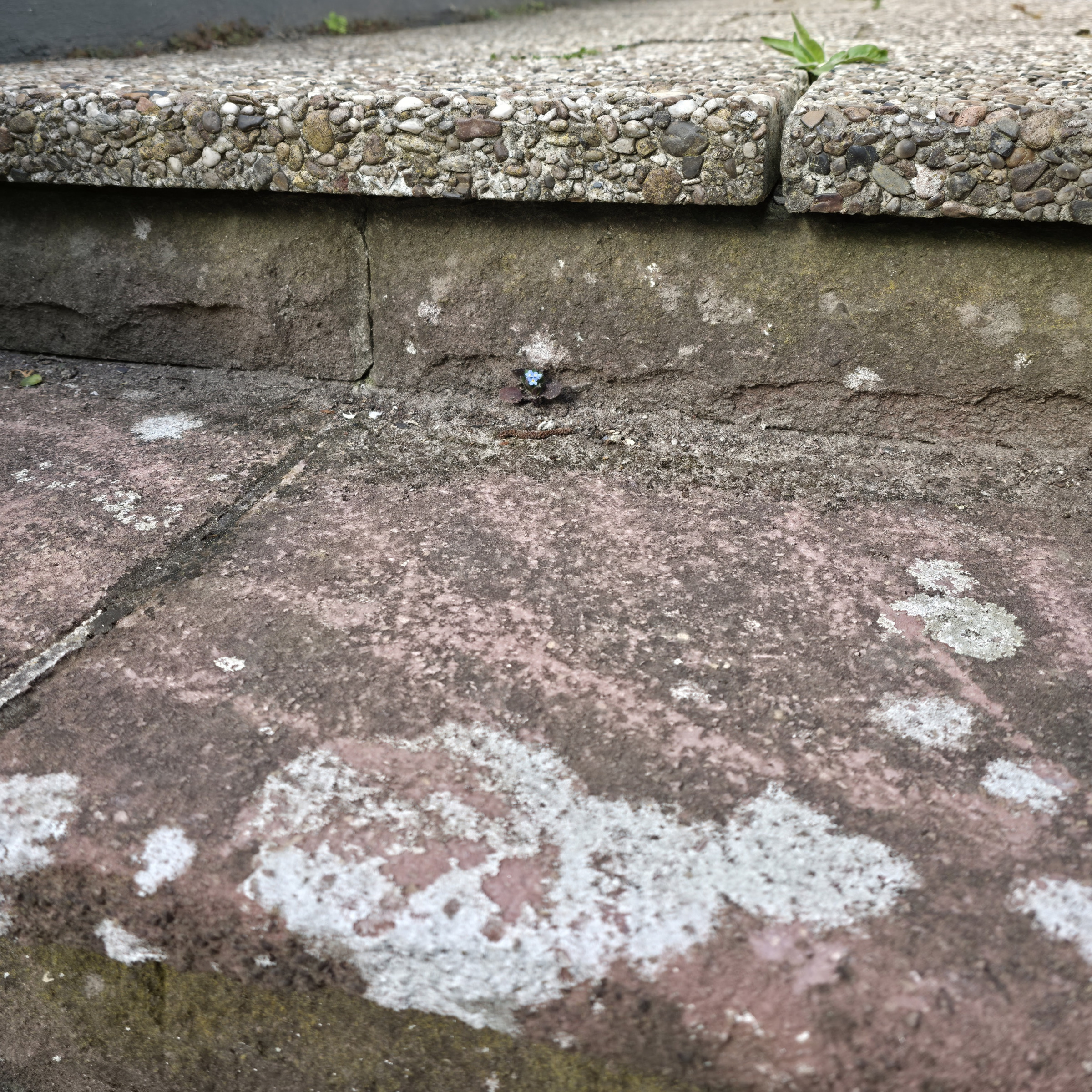 Foto eines winzigen Vergissmeinnicht in einer Treppenstufe